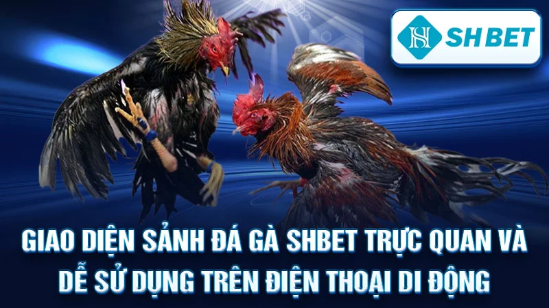 Giao diện sảnh đá gà SHBET trực quan và dễ sử dụng trên điện thoại di động